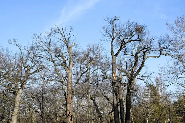 Árvores secas no inverno — Fotografia de Stock
