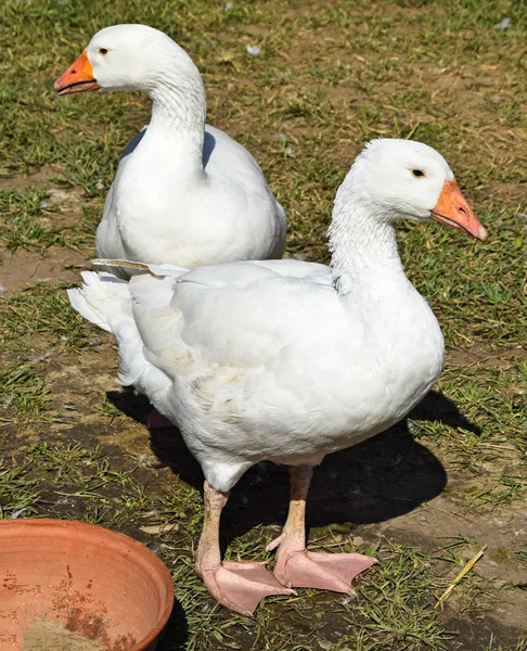 Geese in the poultry yard — Stock Photo, Image