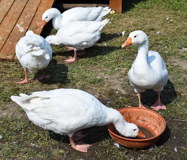 Gänse im Geflügelhof — Stockfoto