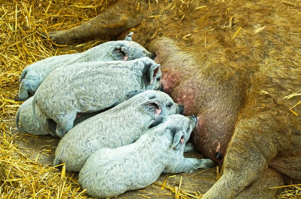 Mangalica свиней — стокове фото