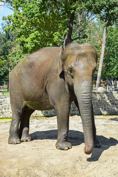 Indian elephant — Stock Photo, Image