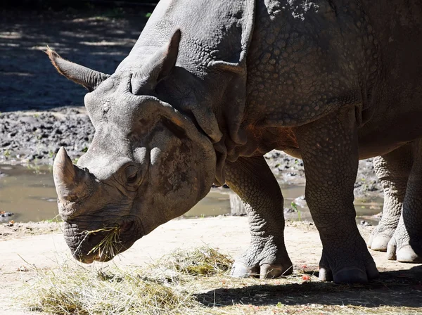 El rinoceronte está comiendo — Foto de Stock
