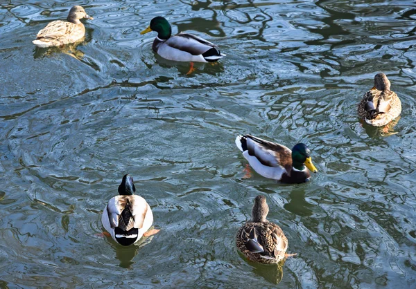 Wildenten schwimmen auf dem See — Stockfoto