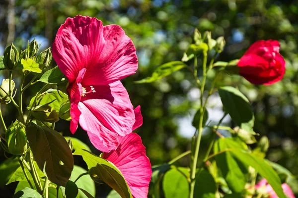 Fiori di malva — Foto Stock