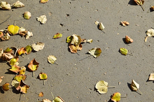 Folhas caídas na rua — Fotografia de Stock