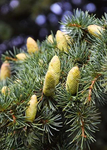 Cones de pinheiro — Fotografia de Stock