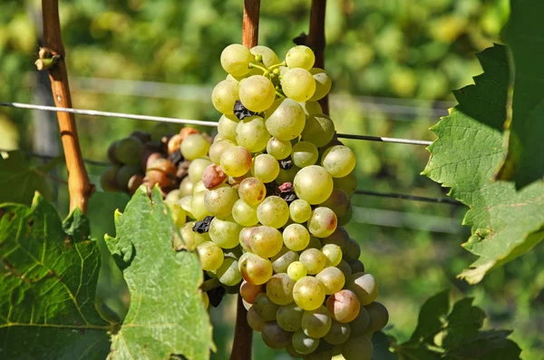 White grapes — Stock Photo, Image