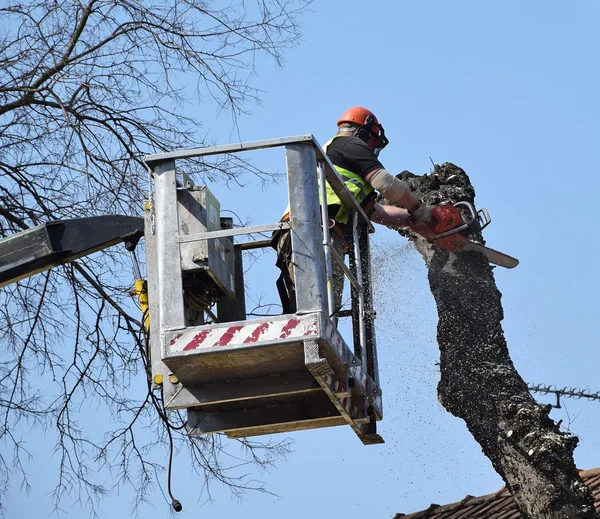 Lumberjack está funcionando — Fotografia de Stock