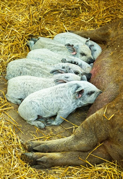 Mangalica pigs — Stock Photo, Image