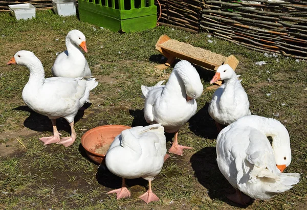 Gänse im Geflügelhof — Stockfoto