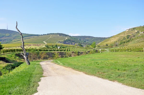 Vineyards in the hill-side near Tokaj city, Hungary — Stock Photo, Image