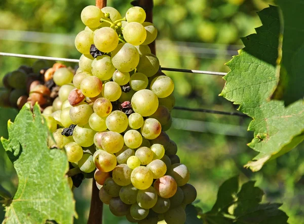 White grapes — Stock Photo, Image