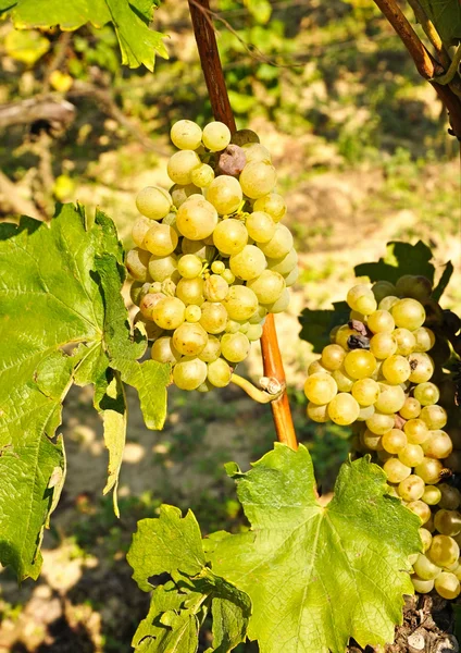 White grapes — Stock Photo, Image