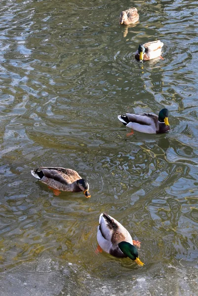 野鸭在湖里游泳 — 图库照片