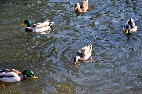 Wildenten schwimmen im See — Stockfoto