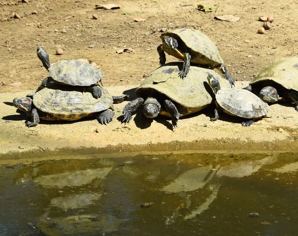 Schildpadden naast een vijver — Stockfoto
