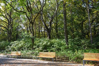 Ormanda Park banklar