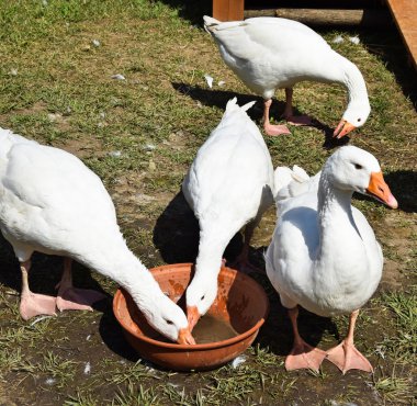 Kümes hayvanları bahçedeki kaz