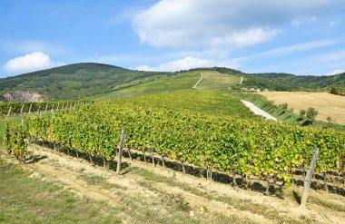 Tepe tarafı üzüm bağları