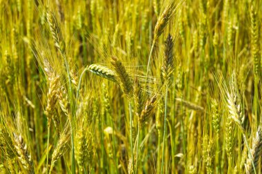 Mısır gevreği bitkiler