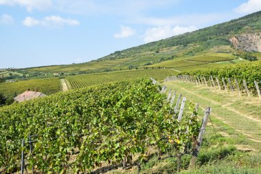 Tepe tarafı Tokaj city, Macaristan yakınındaki üzüm bağları