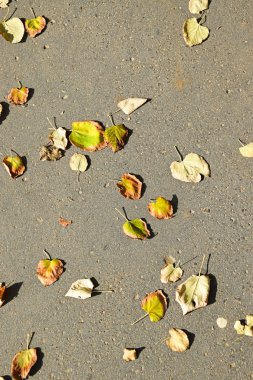 Ağaç sokakta sonbahar yaprak