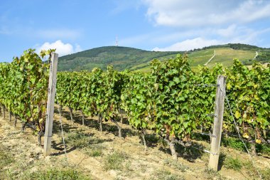 Tepe tarafı Tokaj city, Macaristan yakınındaki üzüm bağları