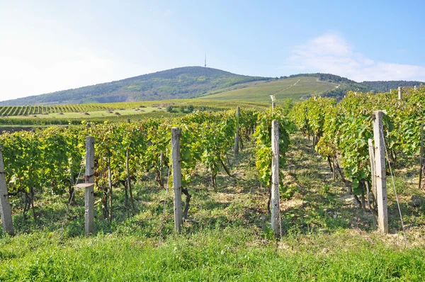 Weinberge am Hang in der Nähe der Stadt Tokaj, Ungarn — Stockfoto