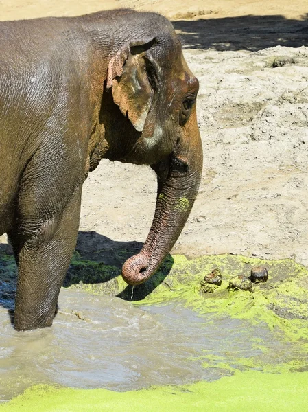 Elefante indio se está bañando — Foto de Stock