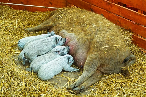 Mangalica pig and piglets — Stock Photo, Image