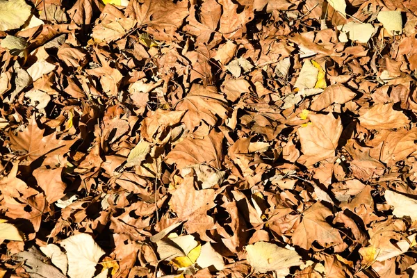 Foglie cadute in autunno — Foto Stock