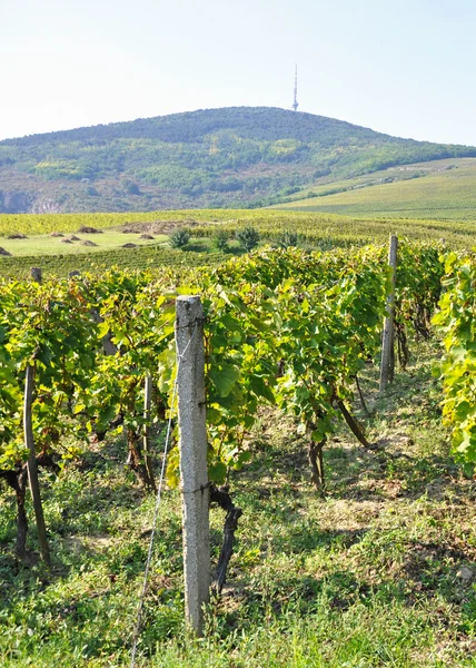 Weinberge am Hang — Stockfoto