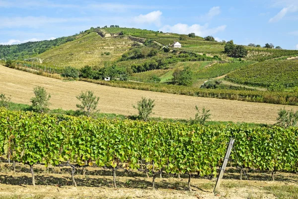 Виноградники на склоне холма — стоковое фото
