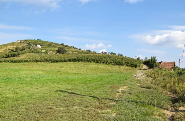 Vinhas na encosta da colina — Fotografia de Stock