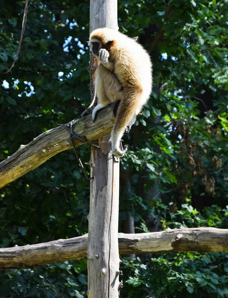 Macaco Gibbon — Fotografia de Stock