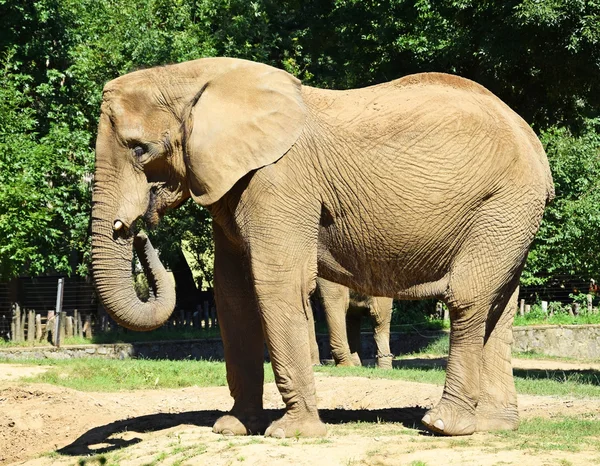 Slon africký — Stock fotografie