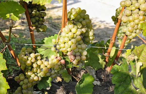 Grapes for making the famous wine Hungarian Tokaji Aszu — Stock Photo, Image