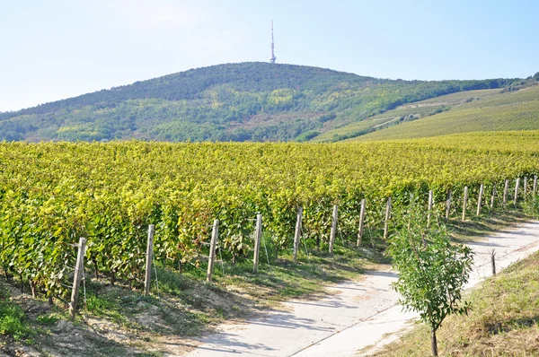 Weinberge am Hang in der Nähe der Stadt Tokaj, Ungarn — Stockfoto