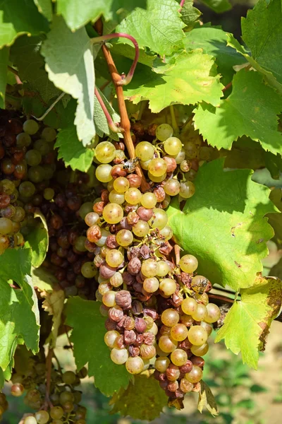 Виноград для виготовлення знамениті Aszu вина Угорська Токай — стокове фото