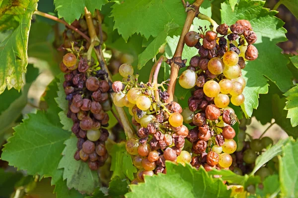 Uvas para hacer el famoso vino húngaro Tokaji Aszu — Foto de Stock