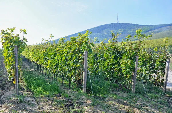 Weinberge am Hang in der Nähe der Stadt Tokaj, Ungarn — Stockfoto