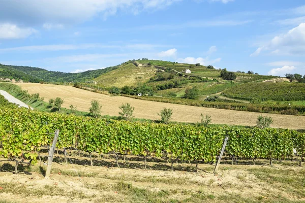Vineyards at the hill-side, Tokaj city, Hungary — Stock Photo, Image