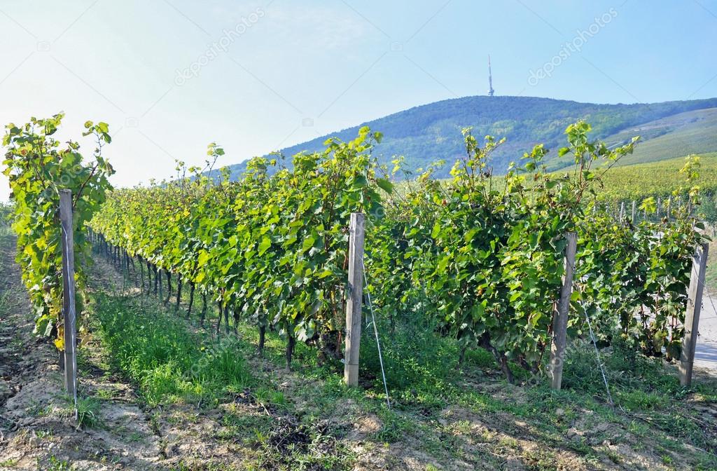Vineyards in the hill-side near Tokaj city, Hungary
