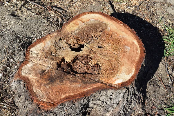 Tagliare tronco d'albero — Foto Stock