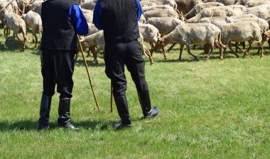Çobanlar koyun ile