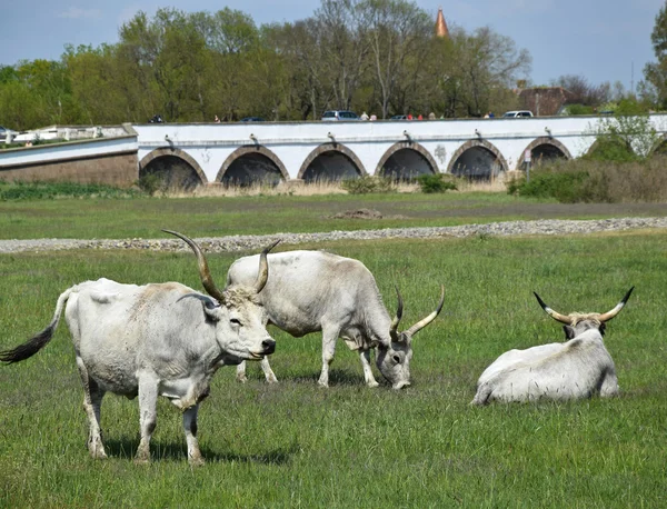 Šedé dobytek a kamenný most Hortobágy na pozadí — Stock fotografie