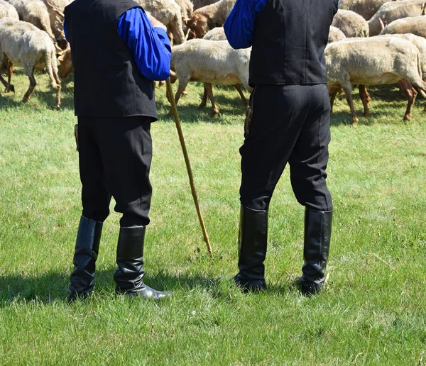 Пастухи с овцами — стоковое фото