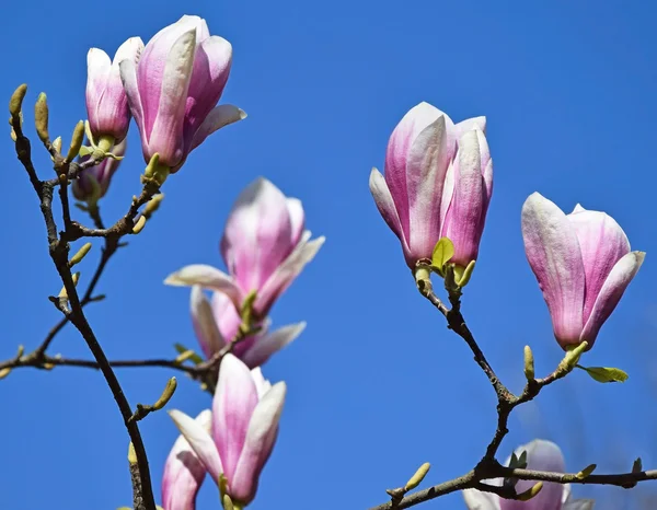 Flowers of the tulip tree