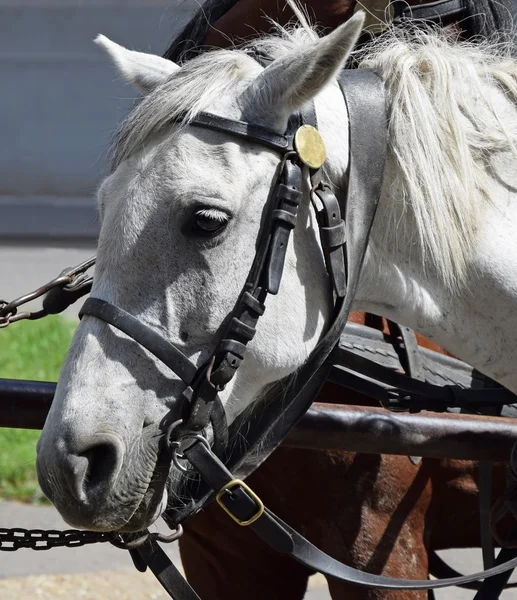 Cabeza de caballo gris —  Fotos de Stock