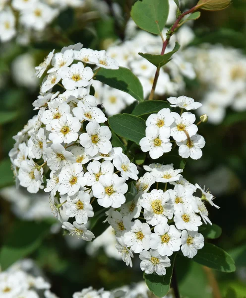Flores brancas do arbusto — Fotografia de Stock
